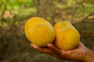 Hasır sepeti ve lezzetli mangolarla dolu bir adam. Sarı Mango 'nun yakın çekimi. Olgunlaşmış sarı mangolarla dolu bir sepet. Taze olgun mangolar sepetin içinde. Asya mangosu.