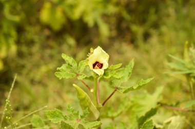 Taze Bhindi, Lady Fingers, bamya yeşili sebze Abelmoschus Esculentus çiftliğinde büyüyen çiçeklerle birlikte yeşil arka planda. Asya 'daki ev bahçesinde yetişen bamya bitkisi
