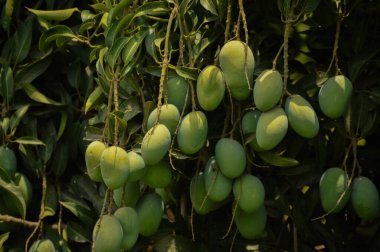 Bulanık yapraklı bir mango sürüsü. Genç mango. Yeşil meyveli mango ağacı. Bahçede yeşil mango meyvesi olan ağacı kapat. Pakistan mangoları. Asya mangoları