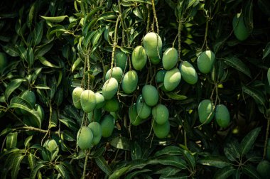 Bulanık yapraklı bir mango sürüsü. Genç mango. Yeşil meyveli mango ağacı. Bahçede yeşil mango meyvesi olan ağacı kapat. Pakistan mangoları. Asya mangoları