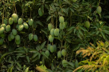 Bulanık yapraklı bir mango sürüsü. Genç mango. Yeşil meyveli mango ağacı. Bahçede yeşil mango meyvesi olan ağacı kapat. Pakistan mangoları. Asya mangoları