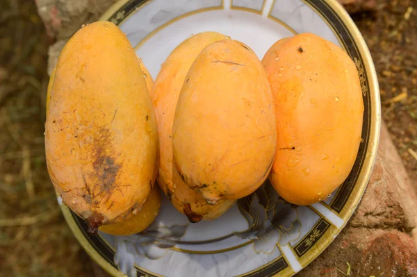 Hasır sepeti ve lezzetli mangolarla dolu bir adam. Sarı Mango 'nun yakın çekimi. Olgunlaşmış sarı mangolarla dolu bir sepet. Taze olgun mangolar sepetin içinde. Asya mangosu.