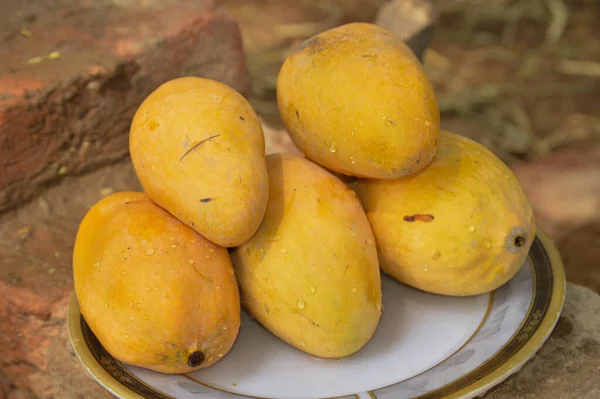 Hasır sepeti ve lezzetli mangolarla dolu bir adam. Sarı Mango 'nun yakın çekimi. Olgunlaşmış sarı mangolarla dolu bir sepet. Taze olgun mangolar sepetin içinde. Asya mangosu.