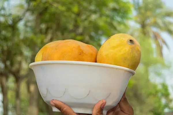Hasır sepeti ve lezzetli mangolarla dolu bir adam. Sarı Mango 'nun yakın çekimi. Olgunlaşmış sarı mangolarla dolu bir sepet. Taze olgun mangolar sepetin içinde. Asya mangosu.