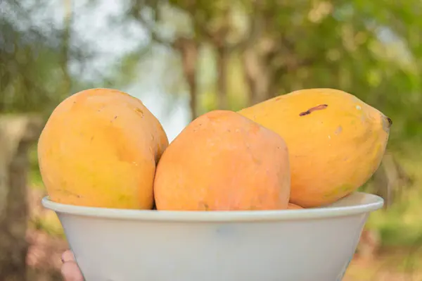 Hasır sepeti ve lezzetli mangolarla dolu bir adam. Sarı Mango 'nun yakın çekimi. Olgunlaşmış sarı mangolarla dolu bir sepet. Taze olgun mangolar sepetin içinde. Asya mangosu.