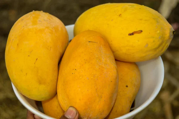 Hasır sepeti ve lezzetli mangolarla dolu bir adam. Sarı Mango 'nun yakın çekimi. Olgunlaşmış sarı mangolarla dolu bir sepet. Taze olgun mangolar sepetin içinde. Asya mangosu.