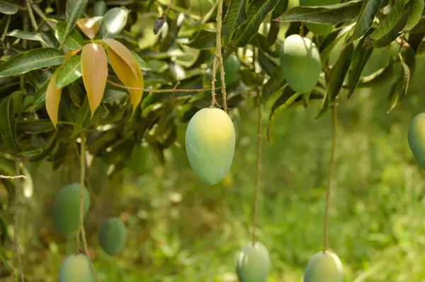 Branch 'ta olgunlaşmamış yeşil mangolar asılı. Ağaçta taze yeşil mango. Asılı yeşil mangolar. Mango sürüsü. Ağaçlı mangolar. Ağaçta asılı çiğ mango yapraklı arka planda yaz meyvesi