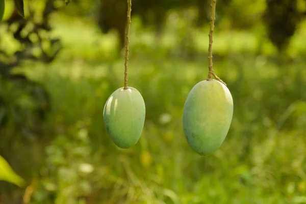 Branch 'ta olgunlaşmamış yeşil mangolar asılı. Ağaçta taze yeşil mango. Asılı yeşil mangolar. Mango sürüsü. Ağaçlı mangolar. Ağaçta asılı çiğ mango yapraklı arka planda yaz meyvesi