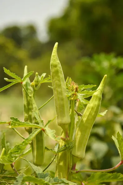 Taze Bhindi, Lady Fingers, bamya yeşili sebze Abelmoschus Esculentus çiftliğinde büyüyen çiçeklerle birlikte yeşil arka planda. Asya 'daki ev bahçesinde yetişen bamya bitkisi