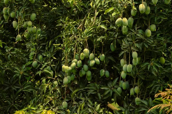 A bunch of mango with blur leaf background. Young mango. Mango tree with green fruits. Close up tree with green mango fruit in the garden. Pakistani Mangos. Asian mangos