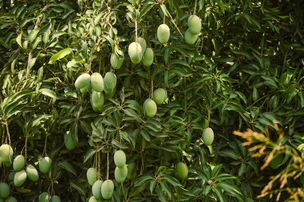 Bulanık yapraklı bir mango sürüsü. Genç mango. Yeşil meyveli mango ağacı. Bahçede yeşil mango meyvesi olan ağacı kapat. Pakistan mangoları. Asya mangoları
