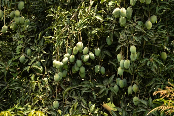 Bulanık yapraklı bir mango sürüsü. Genç mango. Yeşil meyveli mango ağacı. Bahçede yeşil mango meyvesi olan ağacı kapat. Pakistan mangoları. Asya mangoları
