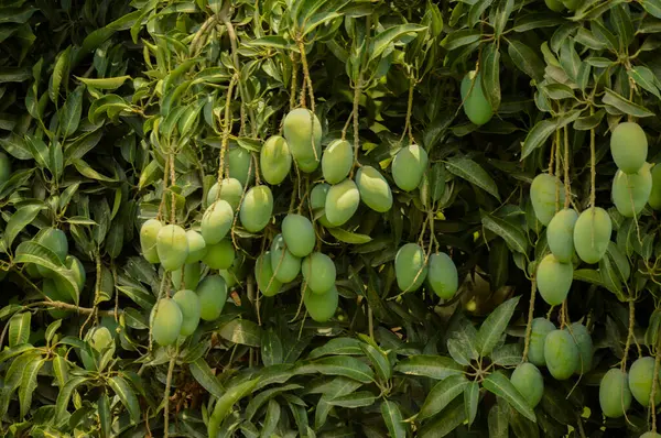 A bunch of mango with blur leaf background. Young mango. Mango tree with green fruits. Close up tree with green mango fruit in the garden. Pakistani Mangos. Asian mangos