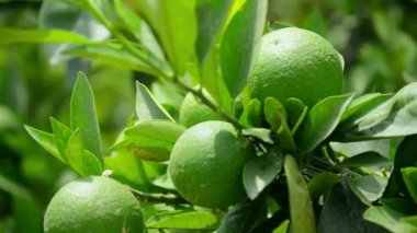 Bergamot portakalı. Ekşi turuncu bergamot meyveleri sana yakın duruyor. Ağaçta Bergamot portakalının yeşil meyveleri, Citrus bergamia. Yeşil pul. Limonlu meyve. Asılı yeşil kireç.