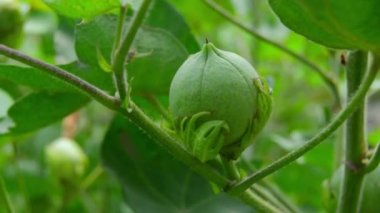 Bitkinin üzerine yeşil pamuk. Pamuk askısı. Pamuk fabrikası. Yeşil pamuk. Çekirdekli Hibiscus. Henüz keşfedilmemiş Yeşil Pamuk Boll. Levant Cotton 'lar. Gossypium herbaceum. 4K VIDEO .