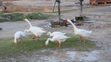 Çamurlu su birikintisinde oynayan üç beyaz ördeği yakın çekimde ve yavaş çekimde dışarıdaki bahçe hortumunun fıskiyesinden yaratıldı. Arkadaşlarıyla oynayan ve eğlenen bir sürü ördek var.