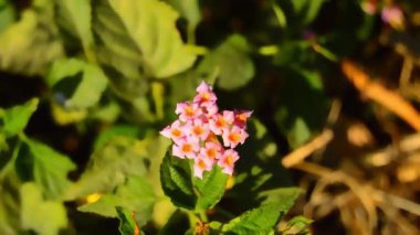 Batı Hindistan lantana çiçeği. Lantana camara. Sürünen lantana çiçeği. Lantana Camara 'ya yakın. Sarı çiçek. Asya çiçekleri.
