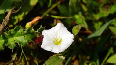 Convolvulus arvensis, Afrika kıtasında bulunan Avrupa ve Asya 'ya özgü bir bitki türü. Bindweed çiçeği. Plaj sabahı. Yosun tarlası. Japon bağotu......