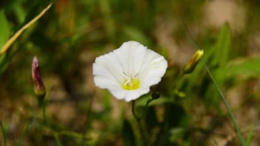 Convolvulus arvensis, Afrika kıtasında bulunan Avrupa ve Asya 'ya özgü bir bitki türü. Bindweed çiçeği. Plaj sabahı. Yosun tarlası. Japon bağotu......