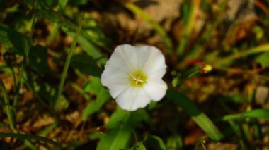 Convolvulus arvensis, Afrika kıtasında bulunan Avrupa ve Asya 'ya özgü bir bitki türü. Bindweed çiçeği. Plaj sabahı. Yosun tarlası. Japon bağotu......