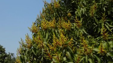 Mango buketi ya da mango çiçeği bahçedeki mango ağaçlarının üzerinde tomurcuklanıyor. Alan. Tarım kavramı. Dhaka, Bangladeş. Hindistan. Pakistan. Ağaçta mango çiçeği.