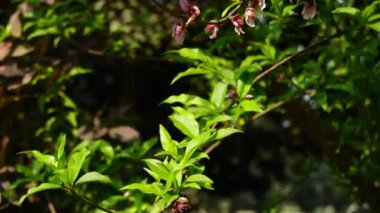 Prunus persica 'yı kapatın. Kayısı. Ermeni eriği. Çin eriği. Prunus persica. Şeftali. Asya meyveleri. Asılı Şeftali Çiçeği Asma. Kayısı. Pembe çiçeklerin bahar aylarında açtığı buklelerin ayrıntıları..