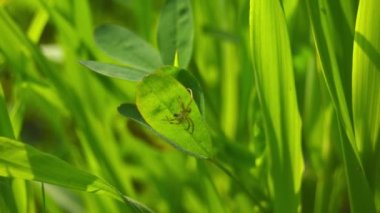 Örümcek ağında oturan bir Avrupa bahçe örümceğinin (çapraz örümcek, Araneus diadematus) makro videosunu kapatın. Yeşil bir yaprakla yeşil bir örümceğin siluetine karşı yeşil bir örümceğin makrosu..