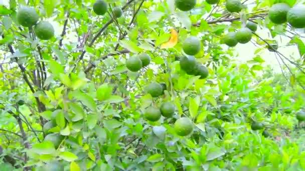 Naranja Bergamota Cítricos Bergamota Naranja Agria Rasgando Cerca Frutas Verdes — Vídeo de stock