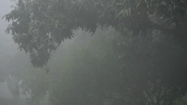 Fhd 霧の天候に対するマンゴーの木との森のシーンの映像 木に向かって霧 パンジャブ パキスタンの寒い季節のコンセプト 霧の背景に対して隔離された木 — ストック動画