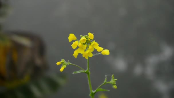 Brassica Napus Var Napus Rapeseed Flower Rape Flower Turnip Rape — Stock Video