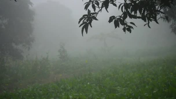 在多雾天气下 Fhd拍摄的森林场景与芒果树的镜头 雾映衬着树 巴基斯坦旁遮普邦冬季寒冷天气的概念 在多雾的背景下隔绝的树 — 图库视频影像
