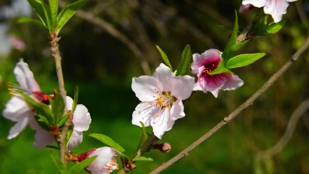 Close Prunus Persica Apricot Armenian Plum Chinese Plum Prunus Persica — Stock Video