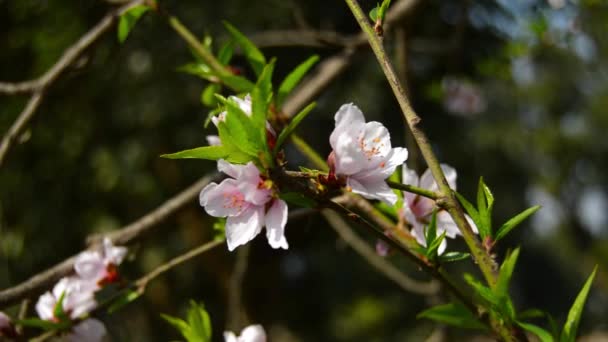 Sluiten Van Prunus Persica Abrikoos Armeense Pruim Chinese Pruim Prunus — Stockvideo