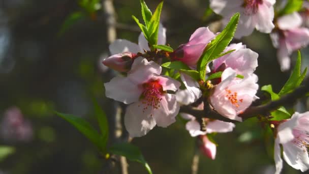 Close Prunus Persica Apricot Armenian Plum Chinese Plum Prunus Persica — Stock Video