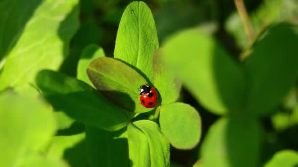 Close Wildlife Ladybug Green Grass Forest Macrocosm Wild Coccinella Septempunctata — Stock Video