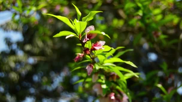 Närbild Prunus Persica Aprikos Armeniskt Plommon Kinesiskt Plommon Prunus Persica — Stockvideo