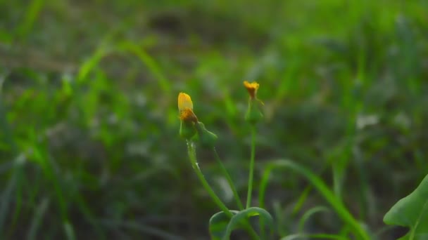 在植物园中 有绿色背景的枫乳蓟 在植物园中 有绿色背景的枫乳茴香或枫乳茴香在植物园中也有绿色背景 — 图库视频影像