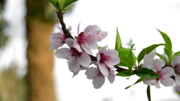 Zblízka Prunus Persica Meruňka Arménská Švestka Čínská Švestka Prunus Persica — Stock video