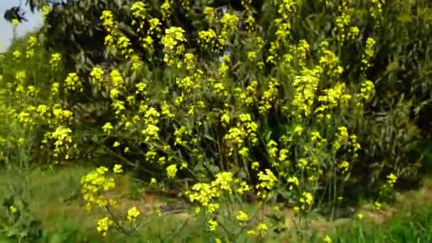 Brassica Napus Var Napus Rapeseed Flower Rape Flower Turnip Rape — Stock Video