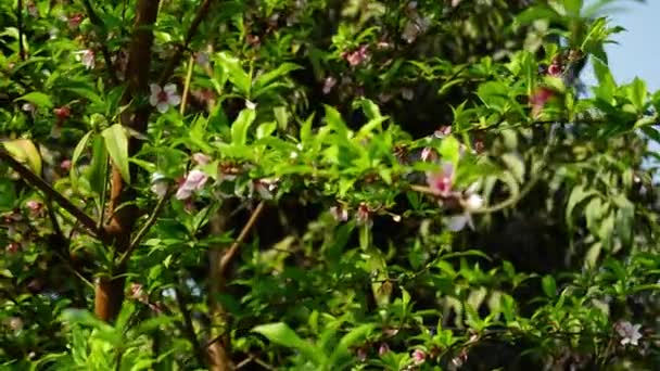 Zblízka Prunus Persica Meruňka Arménská Švestka Čínská Švestka Prunus Persica — Stock video