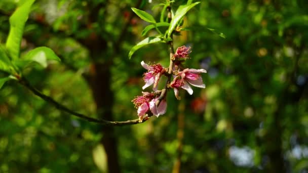 Fechar Prunus Persica Alperce Ameixa Arménia Ameixa Chinesa Prunus Persica — Vídeo de Stock
