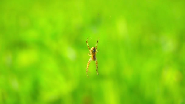 Κοντινό Μακροσκοπικό Βίντεο Μιας Ευρωπαϊκής Αράχνης Κήπου Cross Spider Araneus — Αρχείο Βίντεο