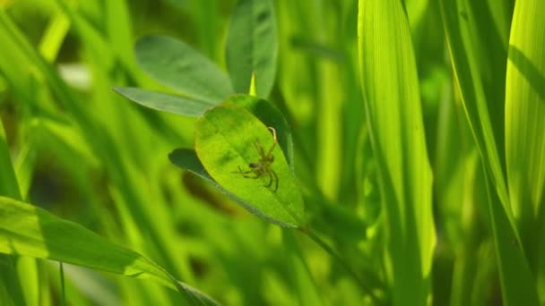 关闭一个欧洲花园蜘蛛 交叉蜘蛛 Araneus Diadematus 坐在蜘蛛网中的宏观视频 绿色的山猫蜘蛛在绿叶上的宏 蜘蛛网中蜘蛛模糊的轮廓 — 图库视频影像