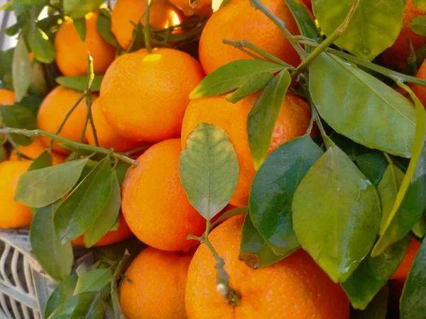 Bir sürü portakal rengi mandalina dokusu. Sicilya 'da hasat zamanında portakal bahçesinde tarocco dolu renkli meyve kutuları.