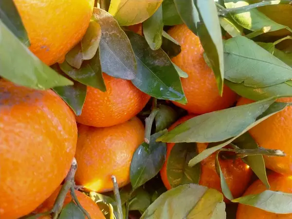 Bir sürü portakal rengi mandalina dokusu. Sicilya 'da hasat zamanında portakal bahçesinde tarocco dolu renkli meyve kutuları.