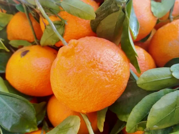 Bir sürü portakal rengi mandalina dokusu. Sicilya 'da hasat zamanında portakal bahçesinde tarocco dolu renkli meyve kutuları.