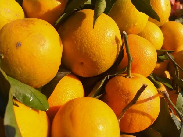 Bir sürü portakal rengi mandalina dokusu. Sicilya 'da hasat zamanında portakal bahçesinde tarocco dolu renkli meyve kutuları.