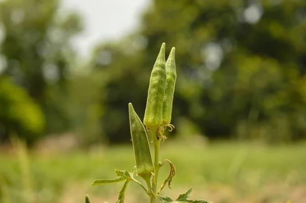 Taze Bhindi, Lady Fingers, Bamya yeşili sebze Abelmoschus Esculentus çiftlikte yetişen çiçeklerle Kutch, Gujarat, Hindistan, Asya 'dan seçici bir odak noktası olan yeşil arka planda.
