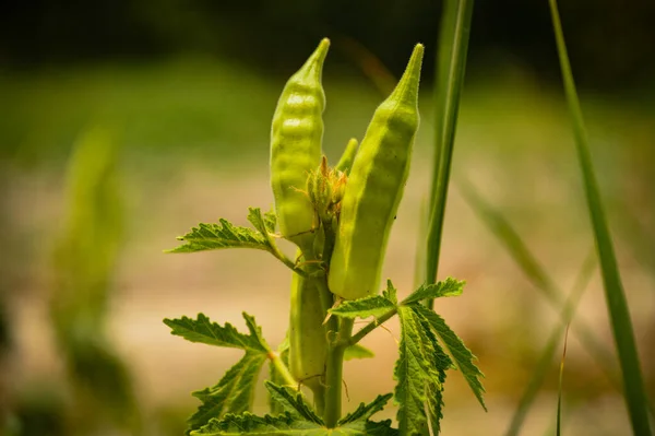 Taze Bhindi, Lady Fingers, Bamya yeşili sebze Abelmoschus Esculentus çiftlikte yetişen çiçeklerle Kutch, Gujarat, Hindistan, Asya 'dan seçici bir odak noktası olan yeşil arka planda.