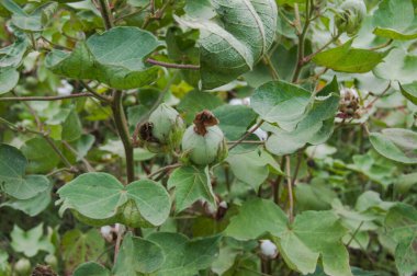 Bitkinin üzerine yeşil pamuk. Pamuk askısı. Pamuk fabrikası. Yeşil pamuk. Çekirdekli Hibiscus. Henüz keşfedilmemiş Yeşil Pamuk Boll. Levant Cotton 'lar. Gossypium herbaceum.
